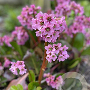 Bergenia 'Rosi Klose' GM P9