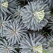 Euphorbia char. 'Blue Wonder' GM P9