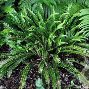 Asplenium scol. 'Undulatum' GM P9