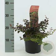 Berberis thunb. 'Atropurpurea Nana' 20-25 cm 2,0L