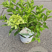 Hydrangea pan. Little Lime 40-50 cm 5,0L