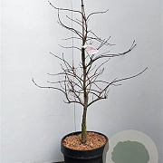 Acer pal. 'Garnet' 100-125 cm 10L