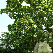Catalpa speciosa 14-16 HO draadkluit