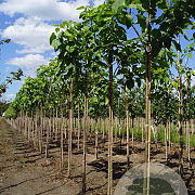 Catalpa bignonioides 10-12 HO draadkluit