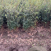 Osmanthus burkwoodii 100-120 cm met kluit