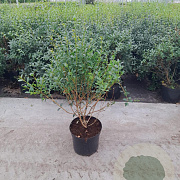Osmanthus burkwoodii 80-100 cm 20L