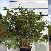 Viburnum plic. 'Mariesii' 100-125 cm 20L