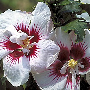 Hibiscus syr. 'Helene' 125-150 cm met kluit meerstammig