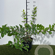 Lonicera purpusii 'Winter Beauty' 40-50 cm 3,0L