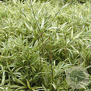 Pleioblastus shibuyanus 'Tsuboi' 10-20 cm 2,0L