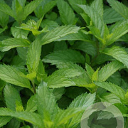 Mentha piperita 'Swiss' GM P13 Biologisch