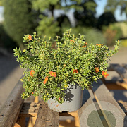 Potentilla f. 'Red Ace' 20-30 cm 2,0L