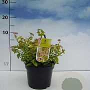 Spiraea jap. 'Goldmound' 20-30 cm 2,0L