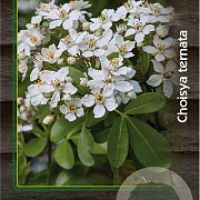 Choisya ternata 30-40 cm 5,0L