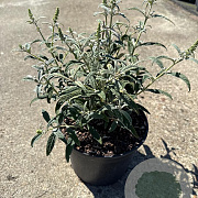 Buddleja 'White Ball' 30-40 cm 3,0L