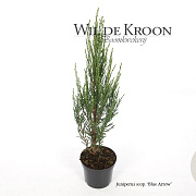 Juniperus s. 'Blue Arrow' 40-50 cm 2,0L