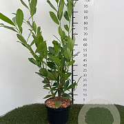 Prunus l. 'Caucasica' 80-100 cm 4,0L