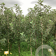 Malus d. 'Elstar' 150-175 cm wortelgoed