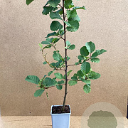 Alnus glutinosa 60-80 cm P15