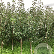 Malus d. 'James Grieve' 175-200 cm wortelgoed