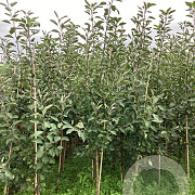 Malus d. 'James Grieve' 200-250 cm wortelgoed