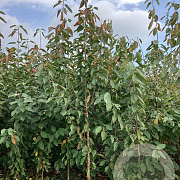 Prunus a. 'Regina' 200-250 cm wortelgoed