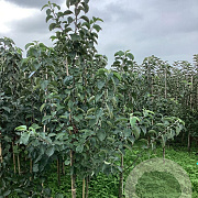 Malus d. 'Bramley's Seedling' 175-200 cm wortelgoed