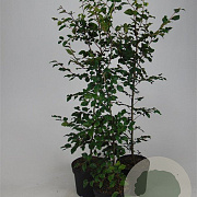 Fagus sylvatica 125-150 cm 7,5L Gestokt