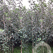 Malus d. 'Cox's Orange Pippin' 200-250 cm wortelgoed
