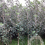 Malus d. 'Cox's Orange Pippin' 175-200 cm wortelgoed