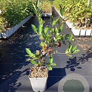 Aronia melanocarpa GM C3