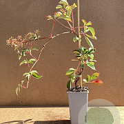 Parthenocissus henryana 50-60 cm C1.5