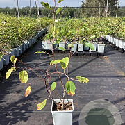 Amelanchier 'Prince William' 30-40 cm C1.5