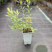Vaccinium c. 'Bluecrop' GM C1.5