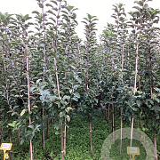 Malus d. 'Ecolette' 175-200 cm wortelgoed