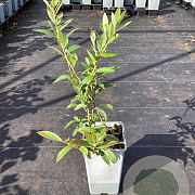Vaccinium 'Pink Lemonade' 30-40 cm P15