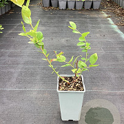 Vaccinium c. 'Duke' GM C1.5