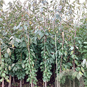 Prunus a. 'Stella' 200-250 cm wortelgoed