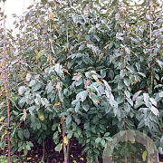Prunus a. 'Schneid. Späte Knorpel.' 200-250 cm wortelgoed