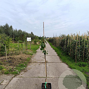 Pyrus c. 'Beurré Hardy' 125-150 cm 10L