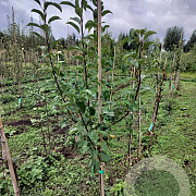 Pyrus c. 'Beurré Hardy' 125-150 cm wortelgoed
