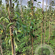 Pyrus c. 'Beurré Alexandre Lucas' 100-150 cm wortelgoed