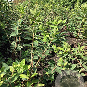 Lonicera c. 'Borealis' 40-60 cm wortelgoed