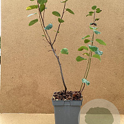 Amelanchier aln. 'Smoky' 60-80 cm 5,0L