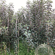 Malus d. 'Lombarts Calville' 175-200 cm wortelgoed