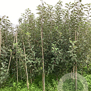 Malus d. 'Melrose' 175-200 cm wortelgoed
