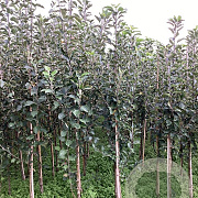 Malus d. 'Egremont Russet' 200-250 cm wortelgoed
