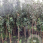 Malus d. 'Gloster' 200-250 cm wortelgoed
