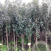 Malus d. 'Gloster' 150-175 cm wortelgoed