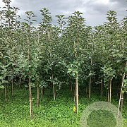 Malus d. 'Ingrid Marie' 175-200 cm wortelgoed